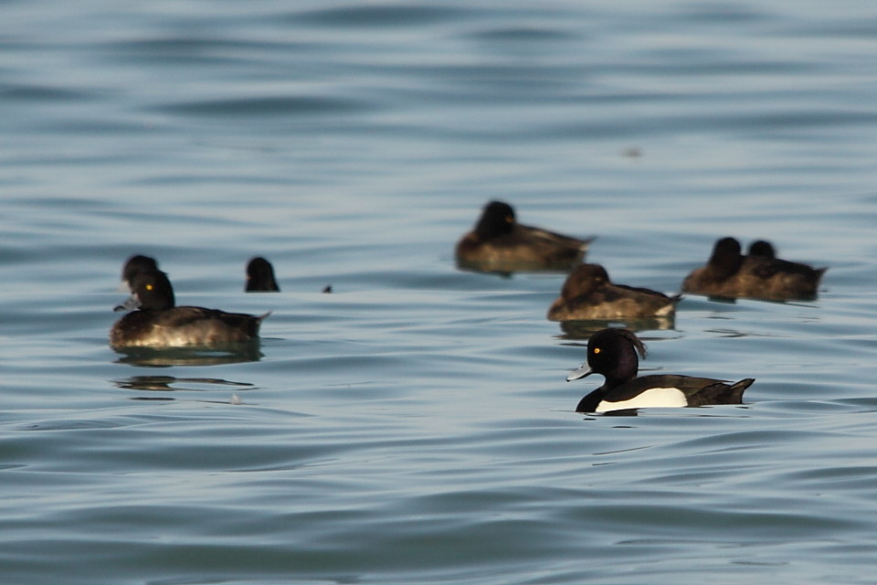 Tufted Duck