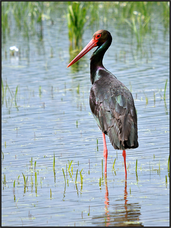 Black Stork