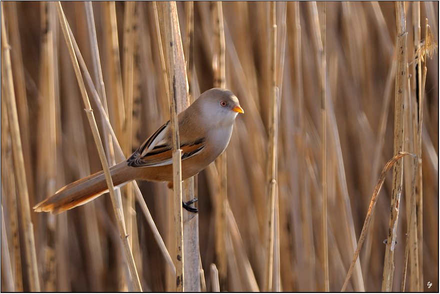 Bearded Reedling