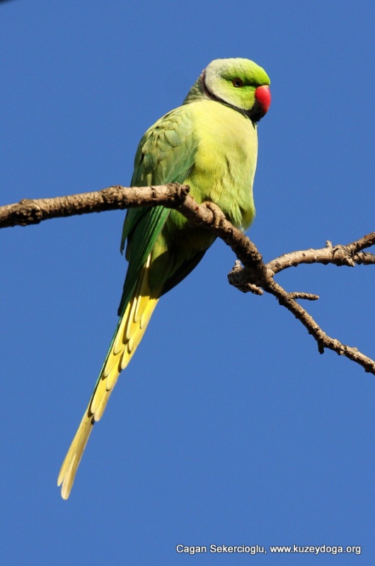 Rose-ringed Parakeet
