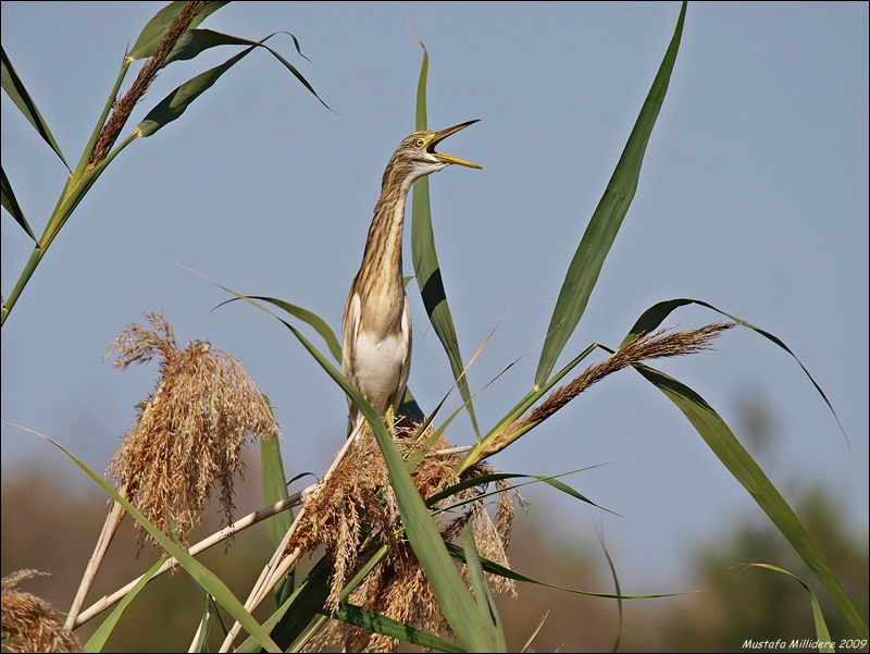 Squacco Heron