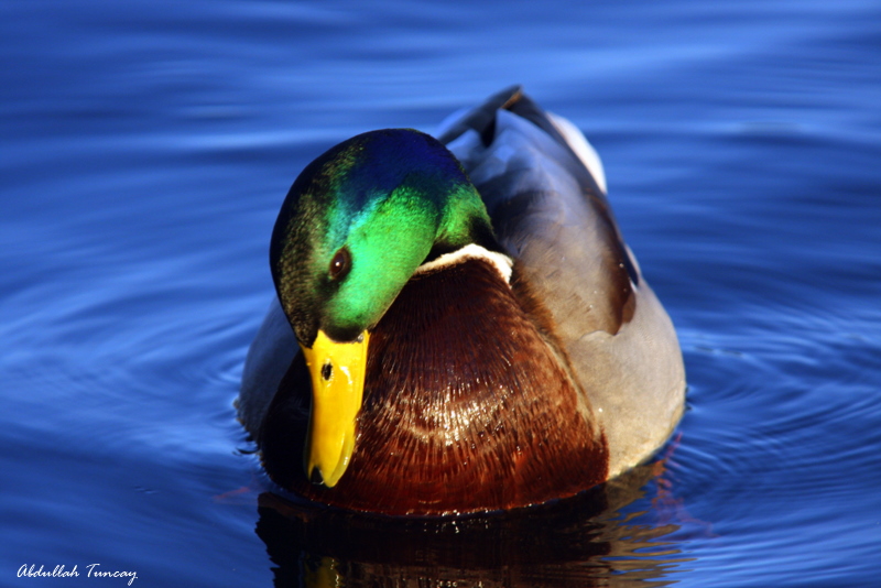 Mallard