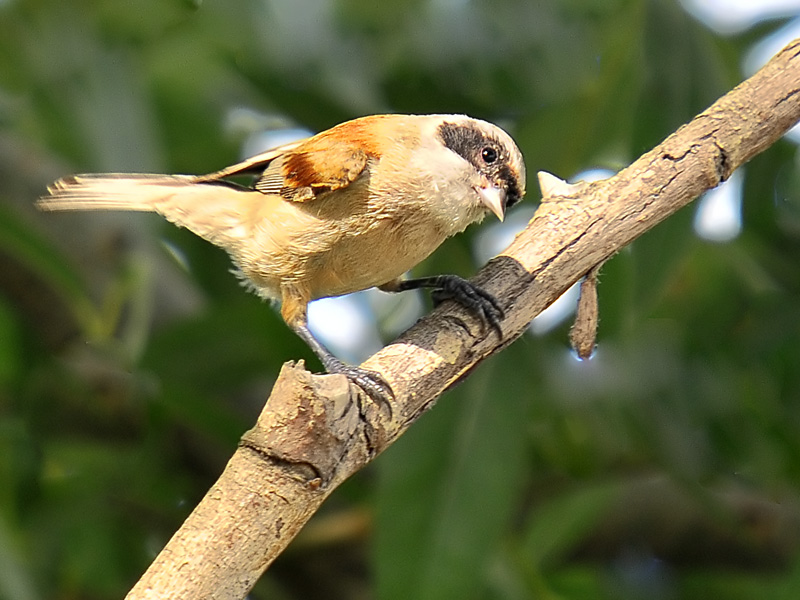 Eurasian Penduline Tit