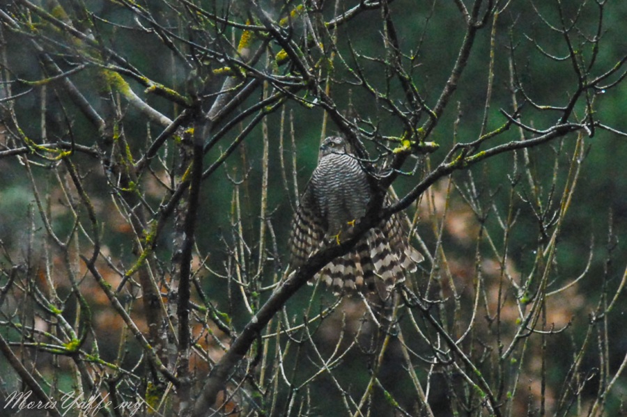 Eurasian Sparrowhawk