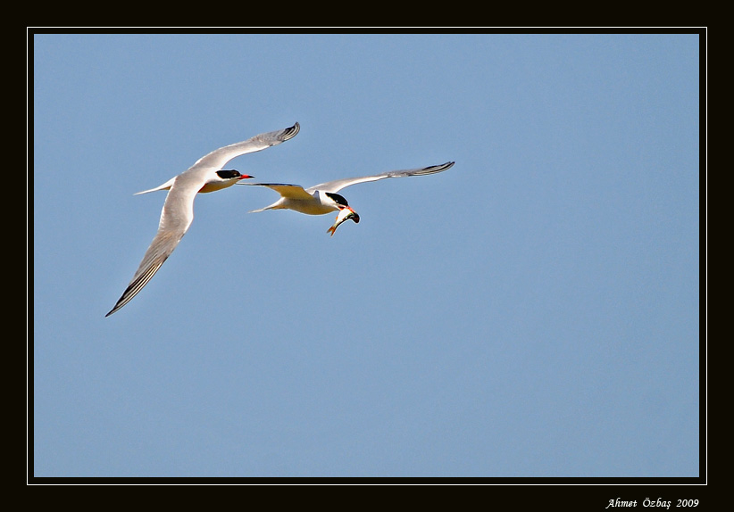 Common Tern