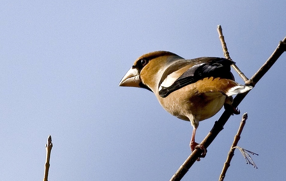 Hawfinch