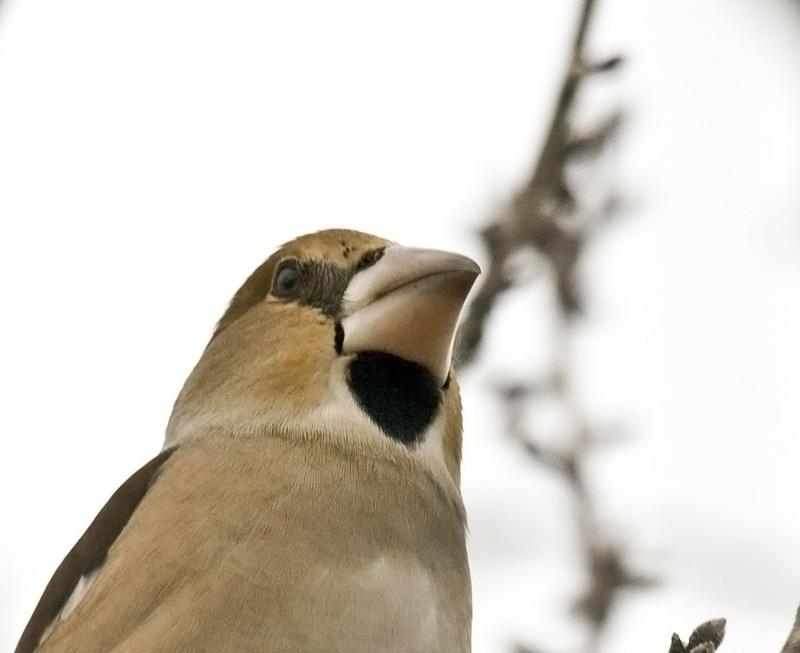 Hawfinch