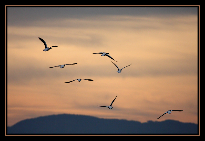 Common Shelduck