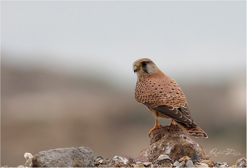 Common Kestrel