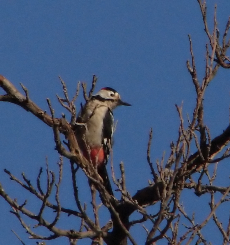 Syrian Woodpecker