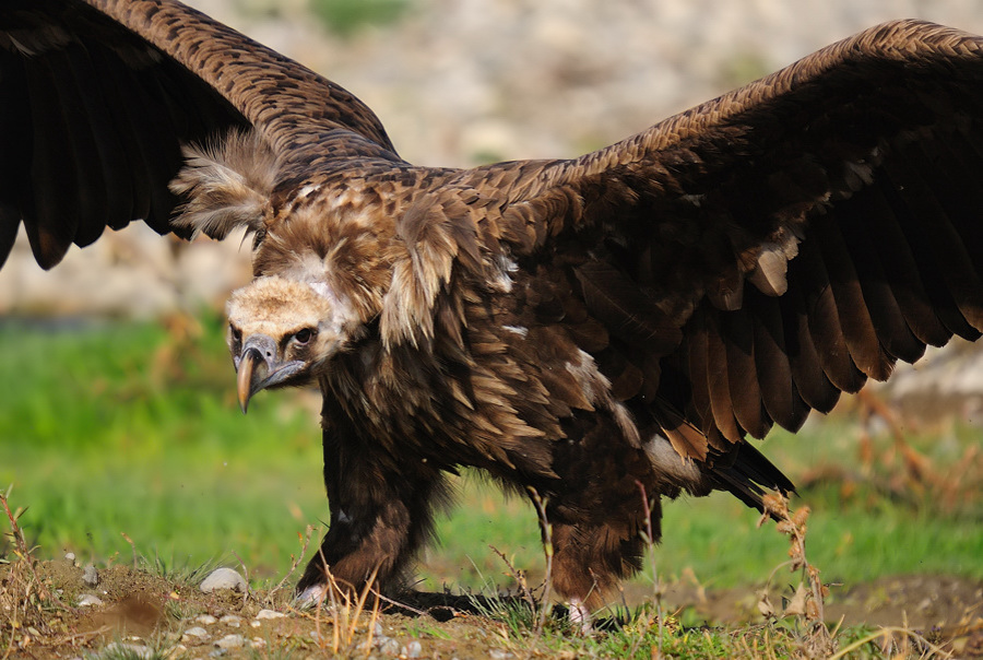 Cinereous Vulture