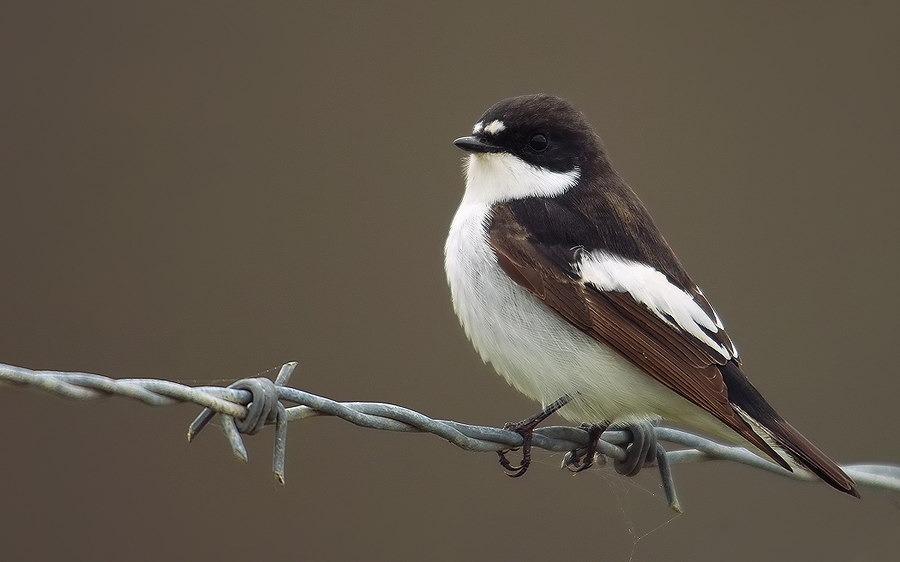 European Pied Flycatcher