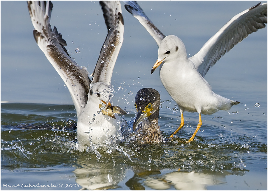 Black-headed Gull
