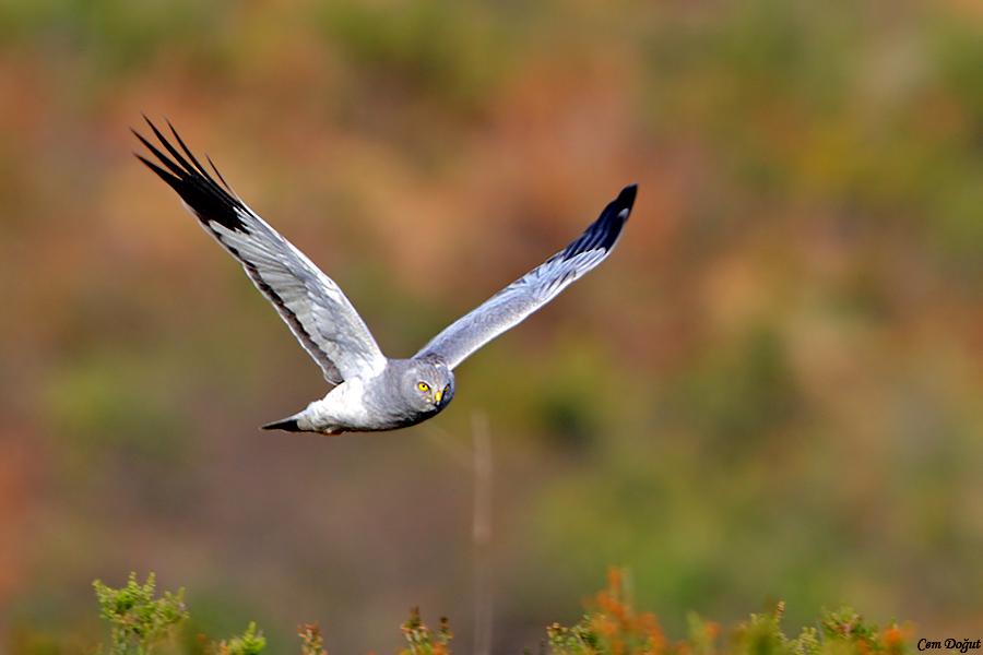 Hen Harrier