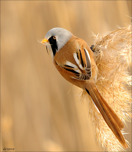 Bearded Reedling