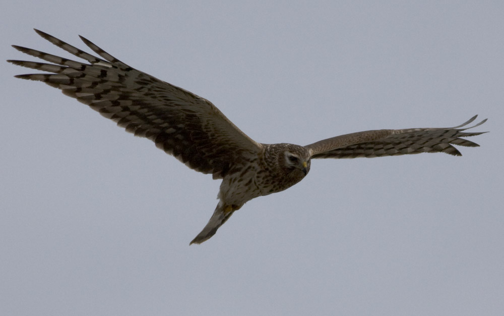 Hen Harrier