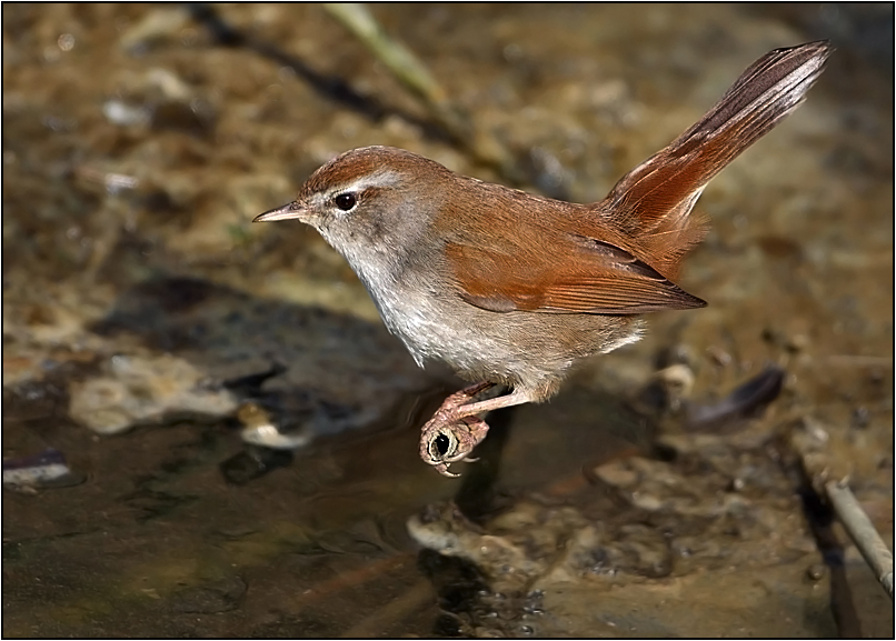 Cetti`s Warbler