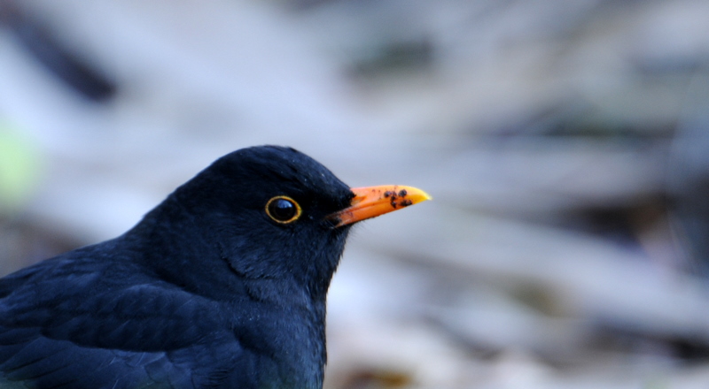 Common Blackbird