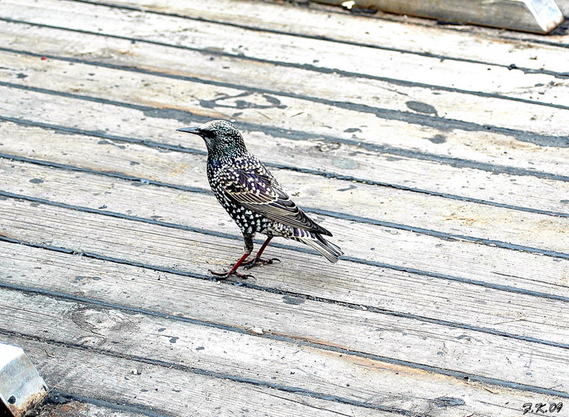 Common Starling