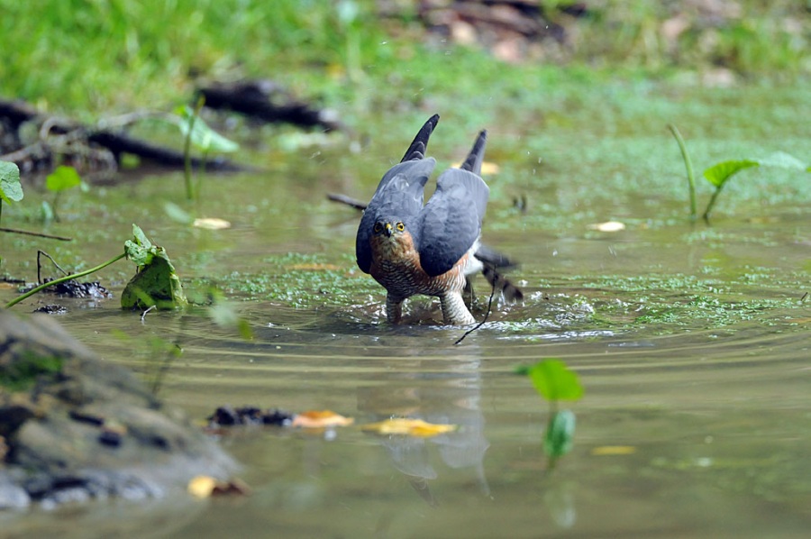 Eurasian Sparrowhawk