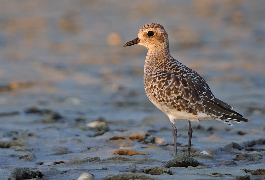 Grey Plover