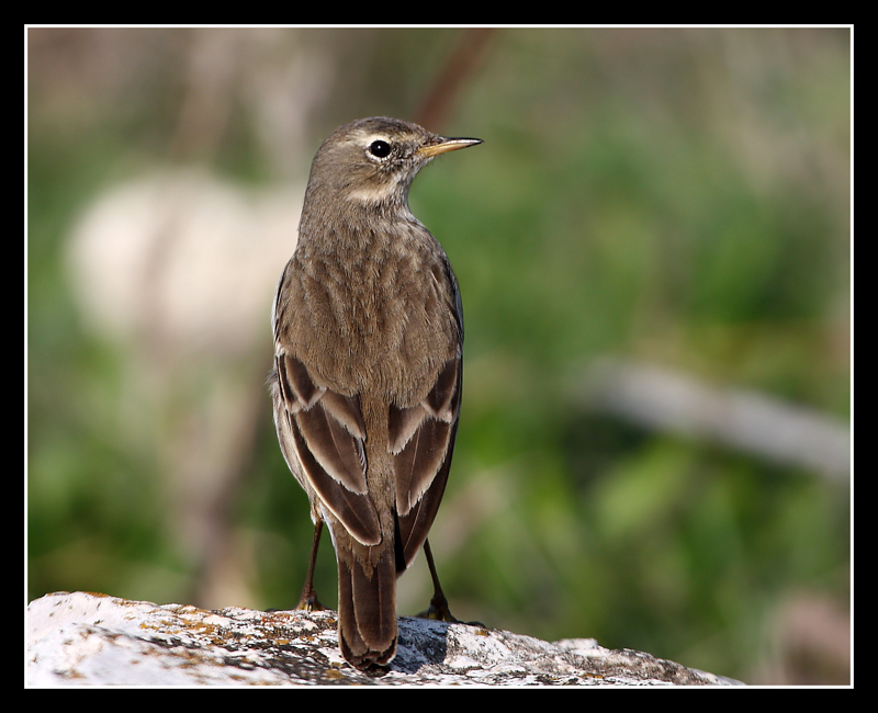 Water Pipit