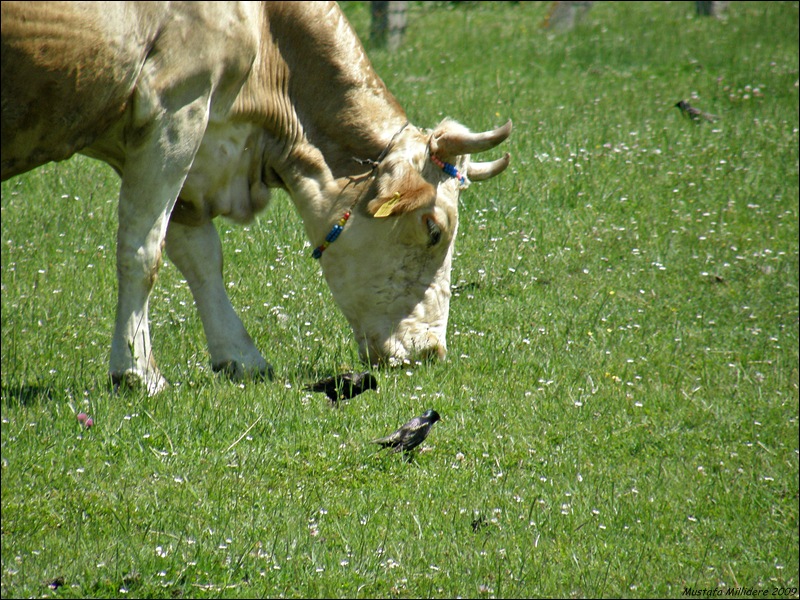 Common Starling