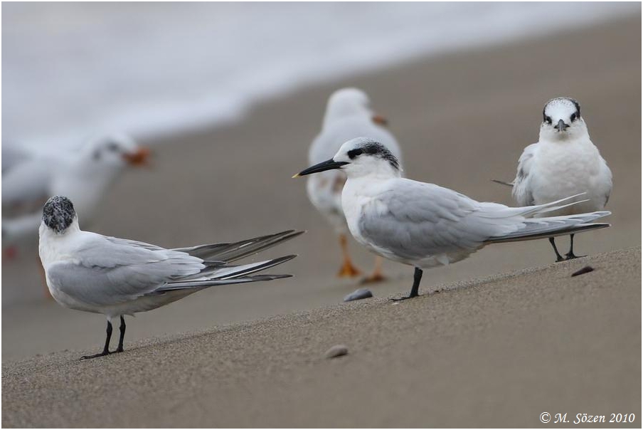 Sandwich Tern