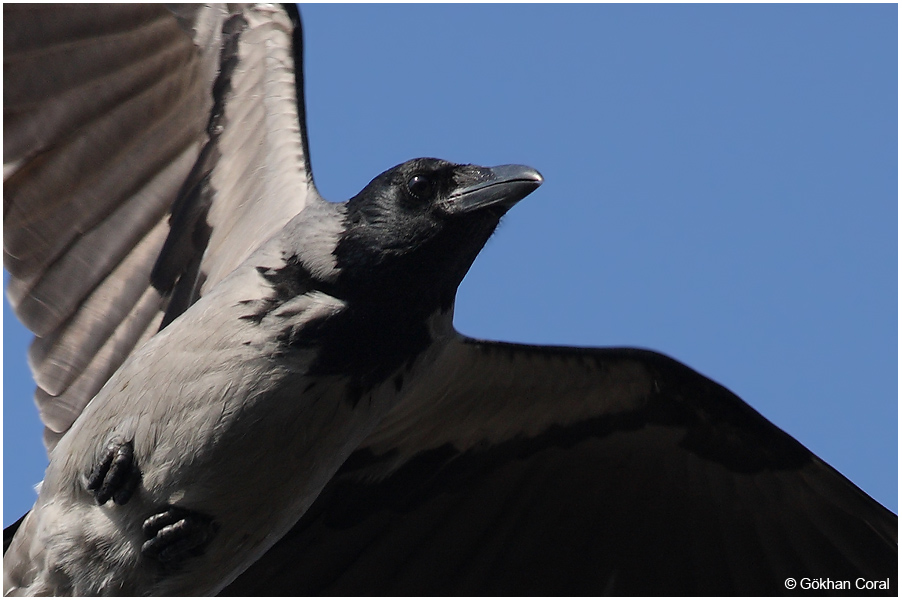 Hooded Crow