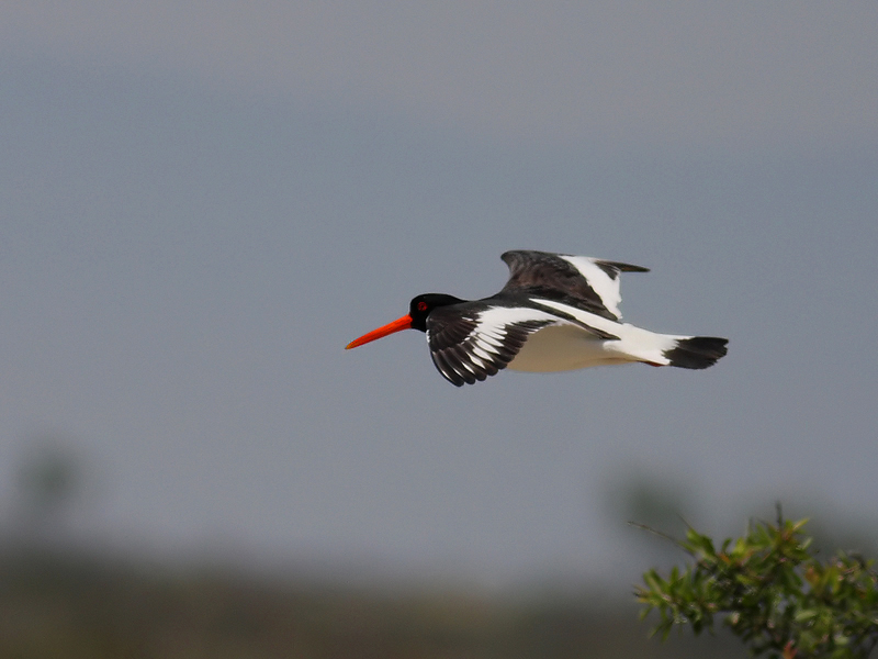Eurasian Oystercatcher
