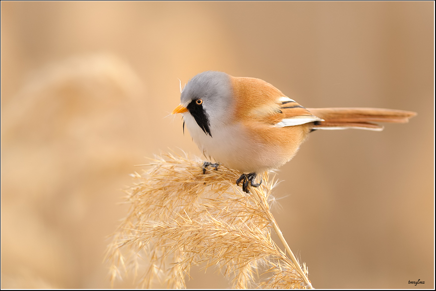 Bearded Reedling