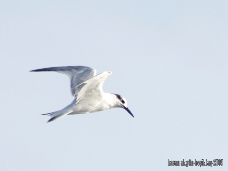 Sandwich Tern