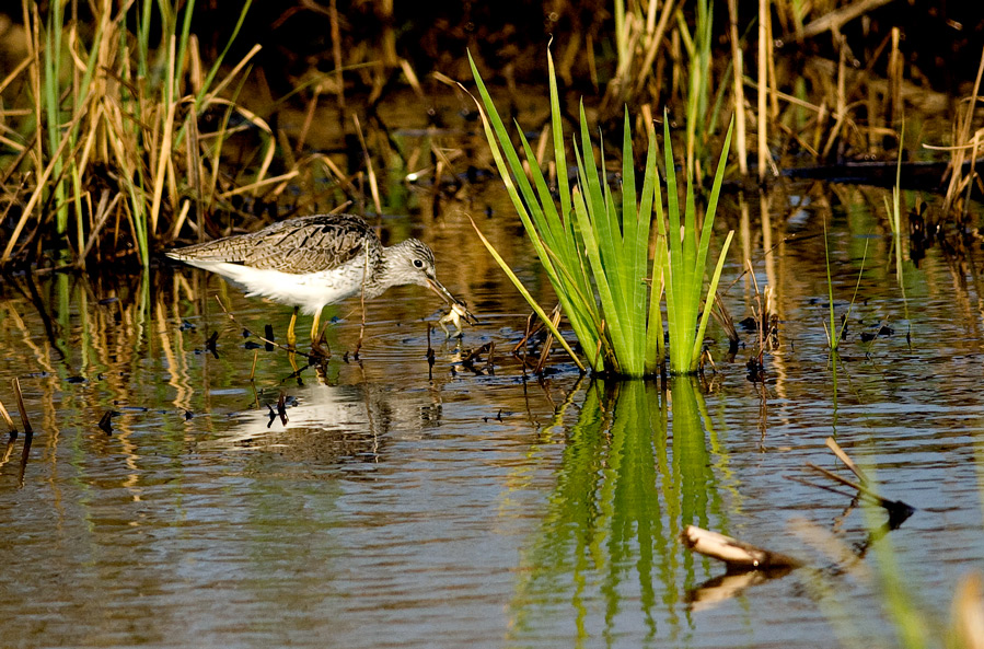 Common Greenshank