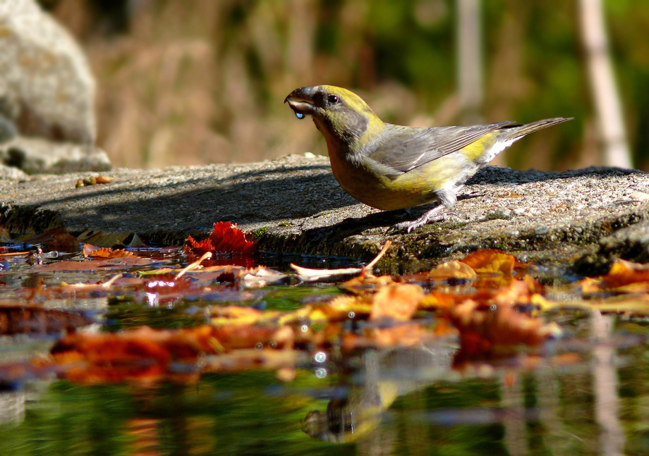Red Crossbill