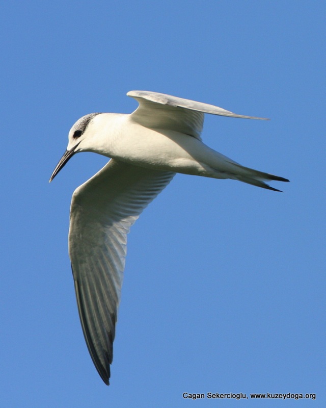Sandwich Tern