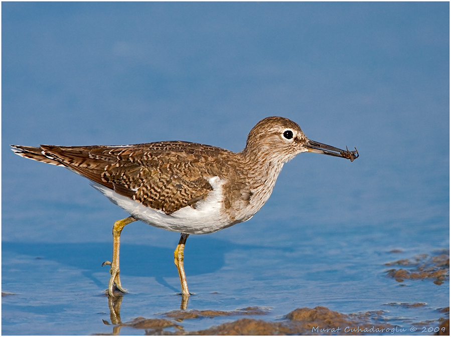 Common Sandpiper