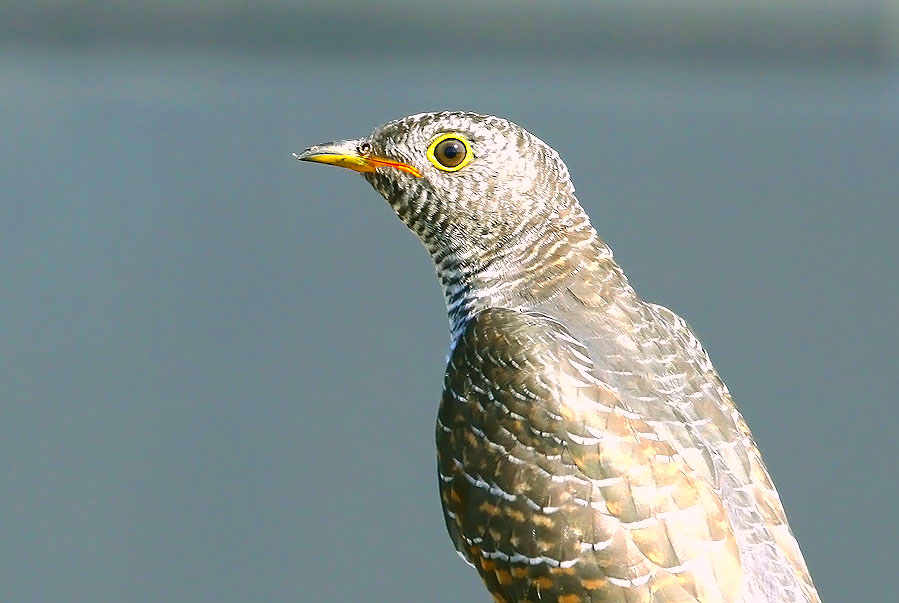Common Cuckoo