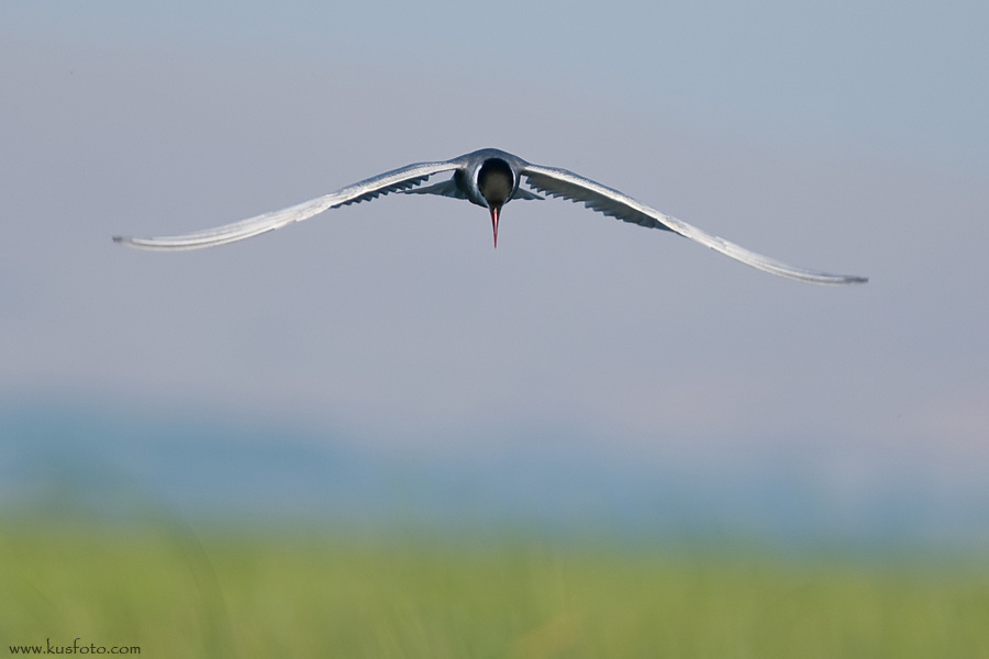 Whiskered Tern