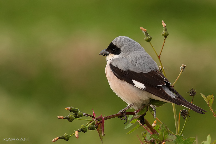Lesser Grey Shrike