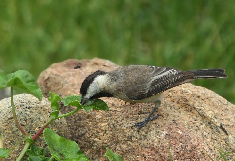 Sombre Tit