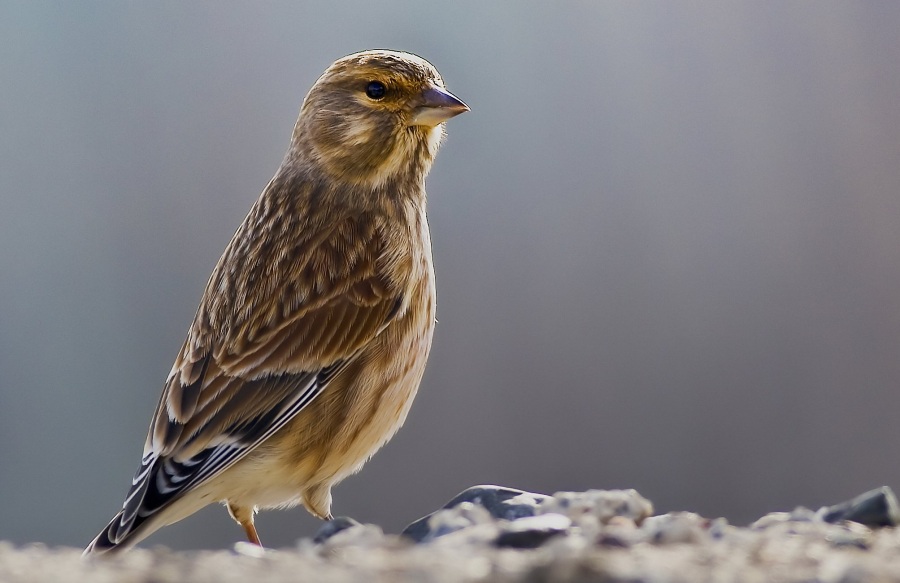Common Linnet