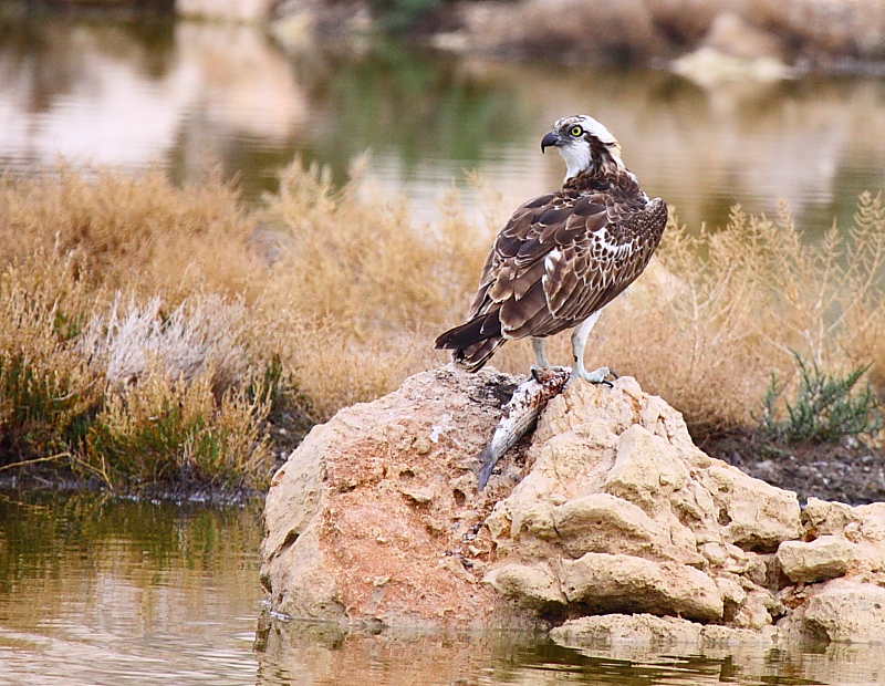 Osprey