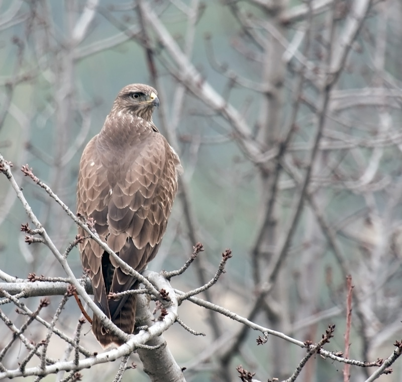 Common Buzzard