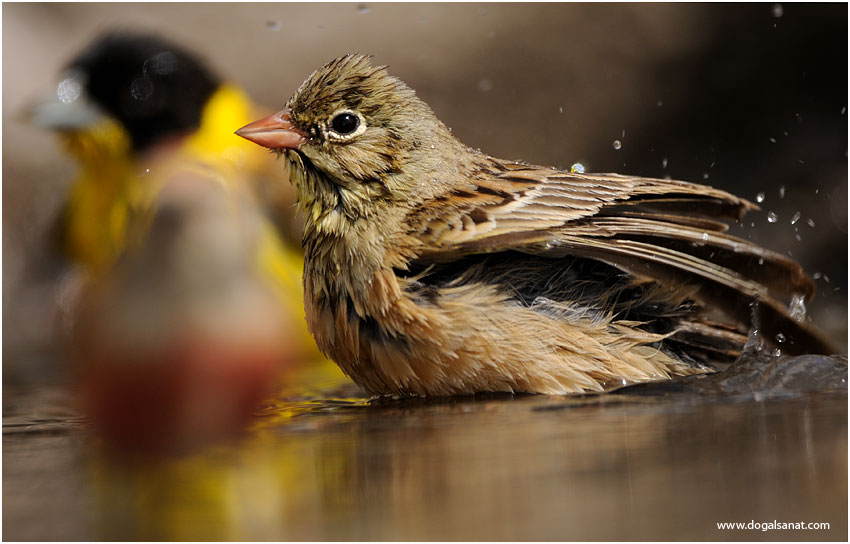 Ortolan Bunting
