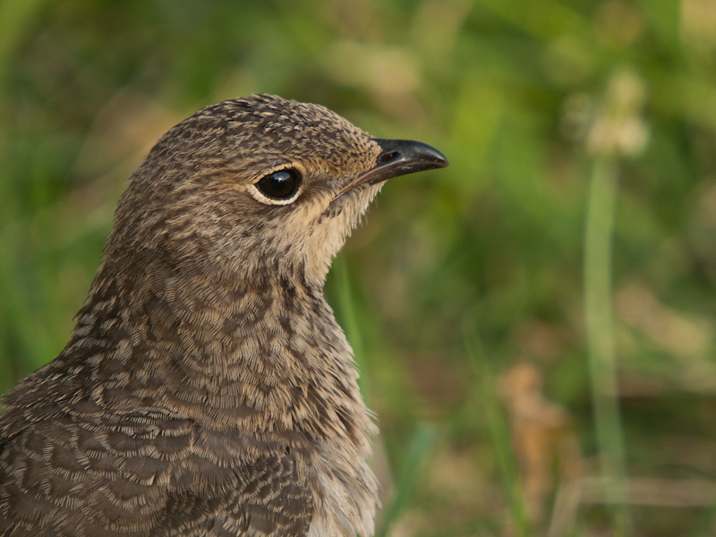 Collared Pratincole