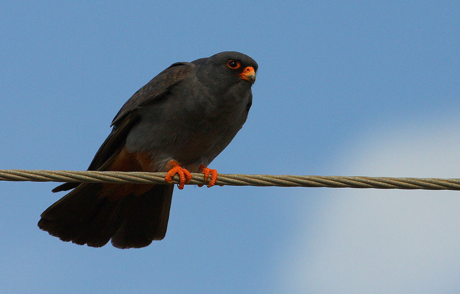 Red-footed Falcon