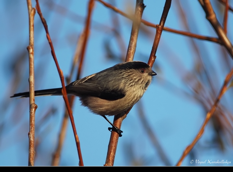 Long-tailed Tit