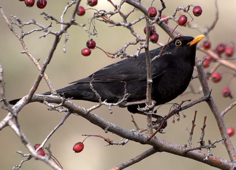 Common Blackbird