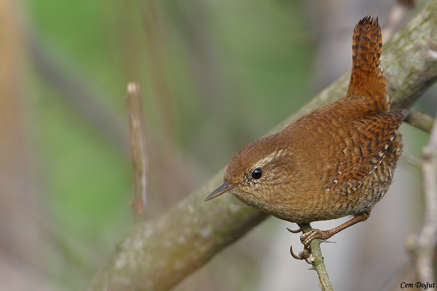 Eurasian Wren