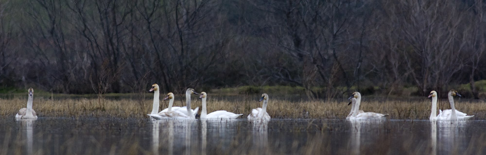 Mute Swan